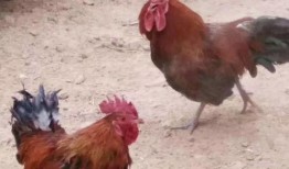 热门爆料公鸡打架视频大全,热血沸腾的动物世界精彩瞬间大盘点