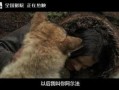 狼电影在线观看,在线观影，共赴狼族传奇之旅