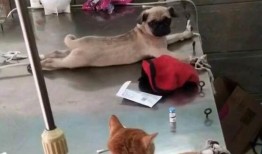 巴哥爆料新艾斯了吗视频