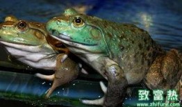 人工养殖牛蛙爆料视频播放