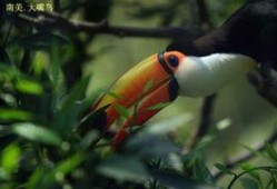 大嘴鸟在线观看,在线观看，探索神秘鸟类的奇幻之旅