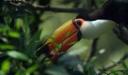 大嘴鸟在线观看,在线观看，探索神秘鸟类的奇幻之旅