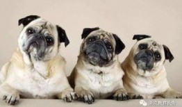 巴哥爆料新艾斯了吗视频