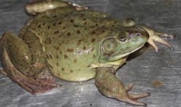 人工养殖牛蛙爆料视频播放