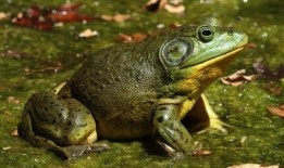 人工养殖牛蛙爆料视频播放