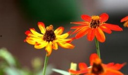 小花在线观看,在线重温青春记忆，共赴心灵之旅