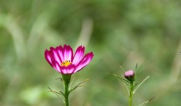 小花在线观看,在线重温青春记忆，共赴心灵之旅