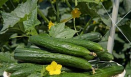 吃瓜女网红图片背景墙图,背景墙图揭秘生活百态