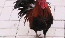 热门爆料公鸡打架视频大全,热血沸腾的动物世界精彩瞬间大盘点