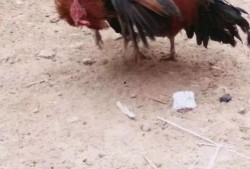 热门爆料公鸡打架视频大全,热血沸腾的动物世界精彩瞬间大盘点