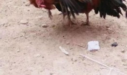 热门爆料公鸡打架视频大全,热血沸腾的动物世界精彩瞬间大盘点