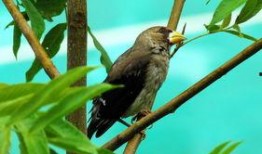 大嘴鸟在线观看,在线观看，探索神秘鸟类的奇幻之旅