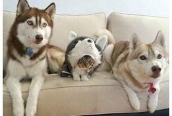 娱乐圈哈士奇爆料事件,揭秘明星隐私背后的真相