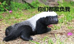 最新户外平头哥被爆料,揭秘神秘生物的神秘面纱