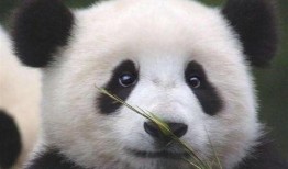 巴哥爆料新艾斯了吗视频