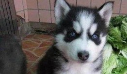 烟台哈士奇最新爆料,揭秘明星宠物的日常生活