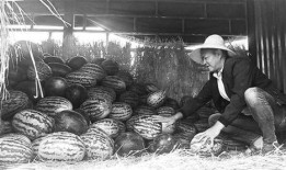 武都网红吃瓜群众事件,一场网络舆论的风暴与反思